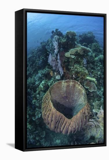 A Massive Barrel Sponge Grows on a Reef Near Alor, Indonesia-Stocktrek Images-Framed Stretched Canvas