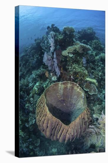 A Massive Barrel Sponge Grows on a Reef Near Alor, Indonesia-Stocktrek Images-Stretched Canvas