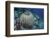 A Massive Barrel Sponge Grows on a Reef Near Alor, Indonesia-Stocktrek Images-Framed Premium Photographic Print