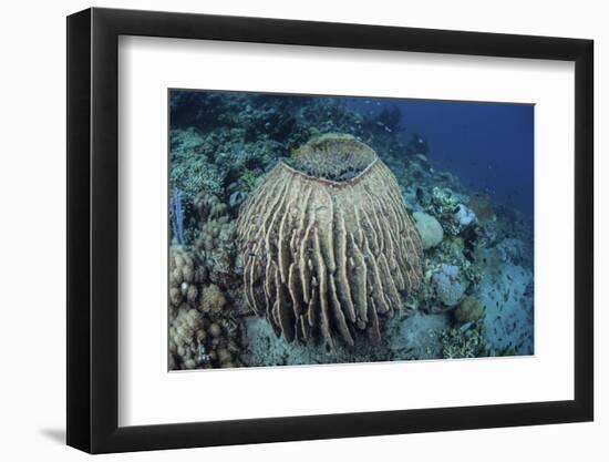 A Massive Barrel Sponge Grows on a Reef Near Alor, Indonesia-Stocktrek Images-Framed Premium Photographic Print