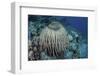 A Massive Barrel Sponge Grows on a Reef Near Alor, Indonesia-Stocktrek Images-Framed Premium Photographic Print