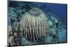A Massive Barrel Sponge Grows on a Reef Near Alor, Indonesia-Stocktrek Images-Mounted Premium Photographic Print