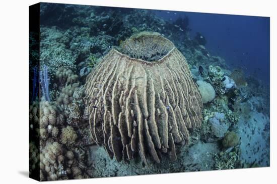 A Massive Barrel Sponge Grows on a Reef Near Alor, Indonesia-Stocktrek Images-Stretched Canvas