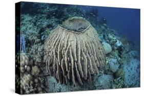 A Massive Barrel Sponge Grows on a Reef Near Alor, Indonesia-Stocktrek Images-Stretched Canvas