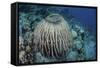 A Massive Barrel Sponge Grows on a Reef Near Alor, Indonesia-Stocktrek Images-Framed Stretched Canvas