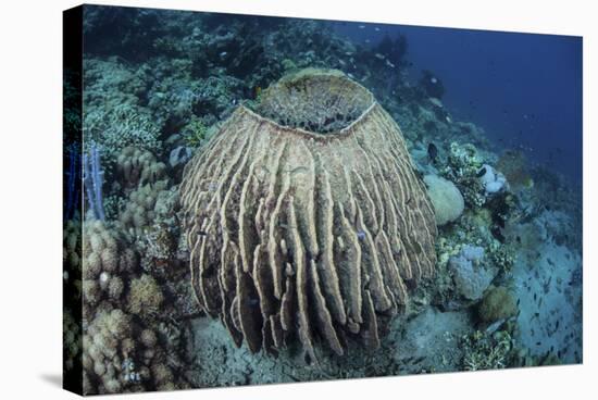 A Massive Barrel Sponge Grows on a Reef Near Alor, Indonesia-Stocktrek Images-Stretched Canvas