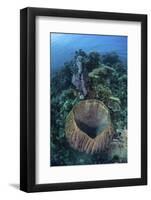 A Massive Barrel Sponge Grows on a Reef Near Alor, Indonesia-Stocktrek Images-Framed Photographic Print