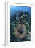 A Massive Barrel Sponge Grows on a Reef Near Alor, Indonesia-Stocktrek Images-Framed Photographic Print