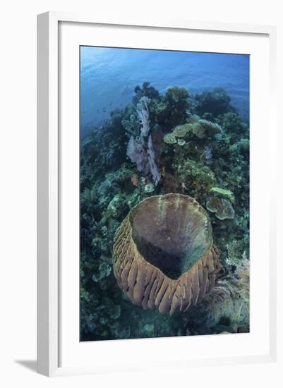 A Massive Barrel Sponge Grows on a Reef Near Alor, Indonesia-Stocktrek Images-Framed Photographic Print