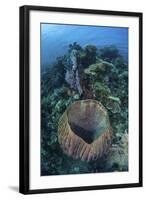 A Massive Barrel Sponge Grows on a Reef Near Alor, Indonesia-Stocktrek Images-Framed Photographic Print