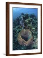 A Massive Barrel Sponge Grows on a Reef Near Alor, Indonesia-Stocktrek Images-Framed Photographic Print