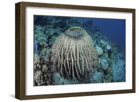 A Massive Barrel Sponge Grows on a Reef Near Alor, Indonesia-Stocktrek Images-Framed Photographic Print