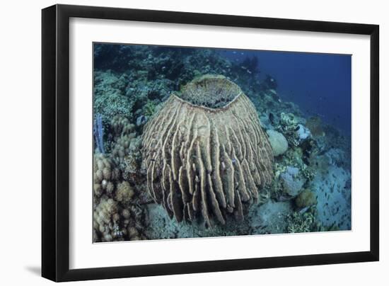 A Massive Barrel Sponge Grows on a Reef Near Alor, Indonesia-Stocktrek Images-Framed Photographic Print