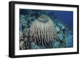 A Massive Barrel Sponge Grows on a Reef Near Alor, Indonesia-Stocktrek Images-Framed Photographic Print