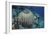 A Massive Barrel Sponge Grows on a Reef Near Alor, Indonesia-Stocktrek Images-Framed Photographic Print