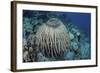 A Massive Barrel Sponge Grows on a Reef Near Alor, Indonesia-Stocktrek Images-Framed Photographic Print