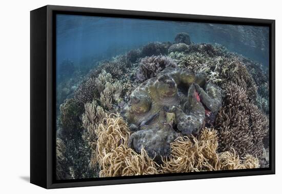 A Massive Giant Clam Grows in Raja Ampat, Indonesia-Stocktrek Images-Framed Stretched Canvas