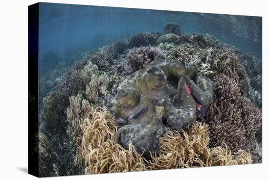 A Massive Giant Clam Grows in Raja Ampat, Indonesia-Stocktrek Images-Stretched Canvas