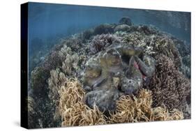 A Massive Giant Clam Grows in Raja Ampat, Indonesia-Stocktrek Images-Stretched Canvas