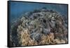 A Massive Giant Clam Grows in Raja Ampat, Indonesia-Stocktrek Images-Framed Stretched Canvas