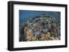 A Massive Giant Clam Grows in Raja Ampat, Indonesia-Stocktrek Images-Framed Photographic Print