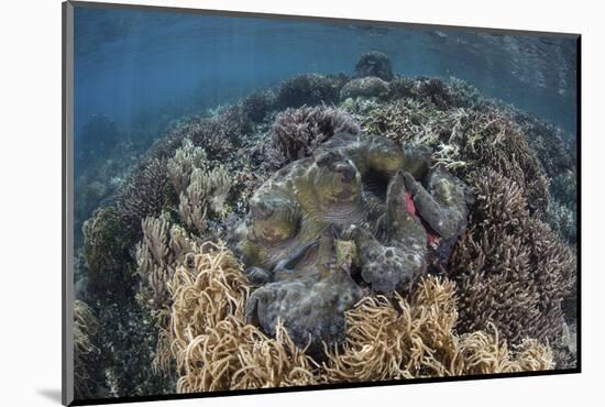 A Massive Giant Clam Grows in Raja Ampat, Indonesia-Stocktrek Images-Mounted Photographic Print