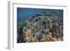 A Massive Giant Clam Grows in Raja Ampat, Indonesia-Stocktrek Images-Framed Photographic Print