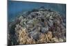 A Massive Giant Clam Grows in Raja Ampat, Indonesia-Stocktrek Images-Mounted Photographic Print