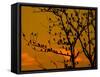 A Massive Group of Starlings Rest in a Tree at Sunrise-Alex Saberi-Framed Stretched Canvas