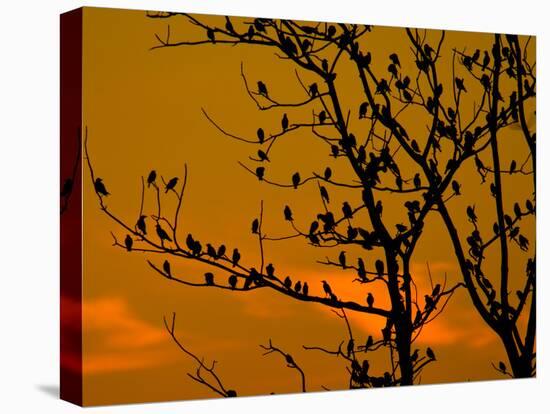 A Massive Group of Starlings Rest in a Tree at Sunrise-Alex Saberi-Stretched Canvas