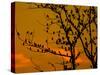 A Massive Group of Starlings Rest in a Tree at Sunrise-Alex Saberi-Stretched Canvas