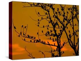 A Massive Group of Starlings Rest in a Tree at Sunrise-Alex Saberi-Stretched Canvas