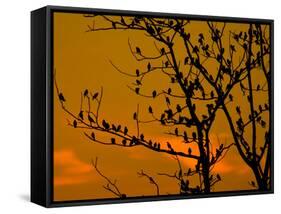 A Massive Group of Starlings Rest in a Tree at Sunrise-Alex Saberi-Framed Stretched Canvas