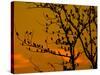 A Massive Group of Starlings Rest in a Tree at Sunrise-Alex Saberi-Stretched Canvas