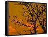 A Massive Group of Starlings Rest in a Tree at Sunrise-Alex Saberi-Framed Stretched Canvas