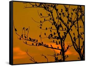 A Massive Group of Starlings Rest in a Tree at Sunrise-Alex Saberi-Framed Stretched Canvas