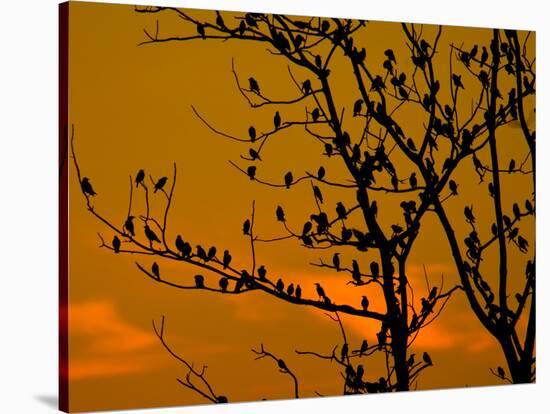 A Massive Group of Starlings Rest in a Tree at Sunrise-Alex Saberi-Stretched Canvas