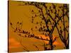 A Massive Group of Starlings Rest in a Tree at Sunrise-Alex Saberi-Stretched Canvas