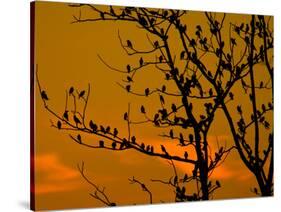 A Massive Group of Starlings Rest in a Tree at Sunrise-Alex Saberi-Stretched Canvas