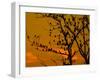 A Massive Group of Starlings Rest in a Tree at Sunrise-Alex Saberi-Framed Premium Photographic Print