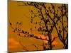 A Massive Group of Starlings Rest in a Tree at Sunrise-Alex Saberi-Mounted Premium Photographic Print