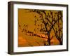 A Massive Group of Starlings Rest in a Tree at Sunrise-Alex Saberi-Framed Photographic Print