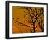 A Massive Group of Starlings Rest in a Tree at Sunrise-Alex Saberi-Framed Photographic Print