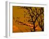 A Massive Group of Starlings Rest in a Tree at Sunrise-Alex Saberi-Framed Photographic Print