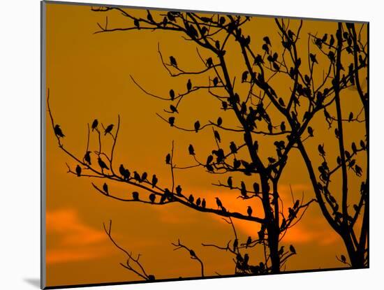 A Massive Group of Starlings Rest in a Tree at Sunrise-Alex Saberi-Mounted Photographic Print