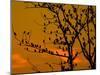 A Massive Group of Starlings Rest in a Tree at Sunrise-Alex Saberi-Mounted Photographic Print