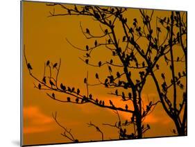 A Massive Group of Starlings Rest in a Tree at Sunrise-Alex Saberi-Mounted Photographic Print