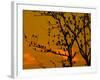 A Massive Group of Starlings Rest in a Tree at Sunrise-Alex Saberi-Framed Photographic Print