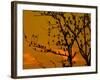 A Massive Group of Starlings Rest in a Tree at Sunrise-Alex Saberi-Framed Photographic Print