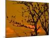 A Massive Group of Starlings Rest in a Tree at Sunrise-Alex Saberi-Mounted Photographic Print